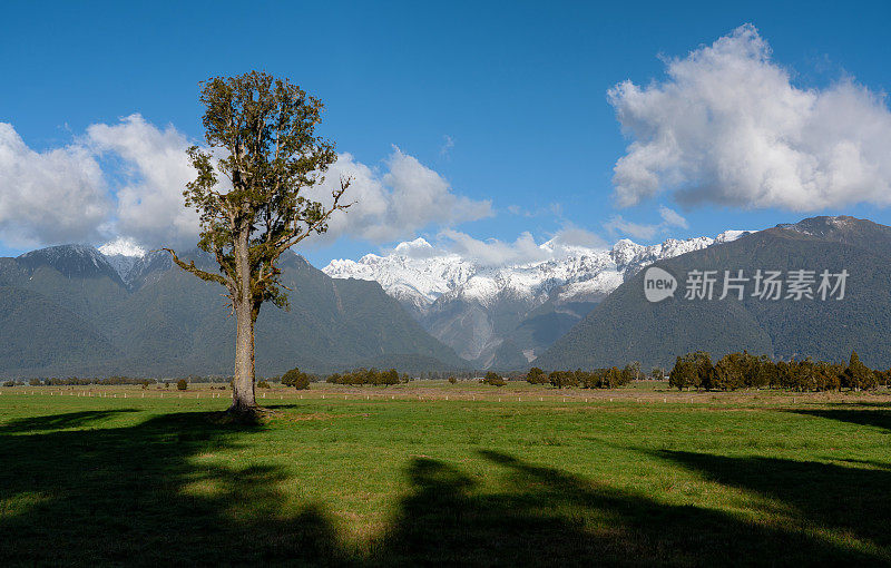 Kahikatea树和南阿尔卑斯山