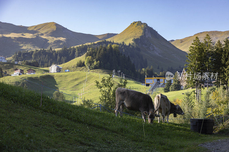 牛群在瑞士阿尔卑斯山的草地上吃草