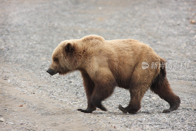 灰熊科迪亚克棕熊食肉动物狩猎