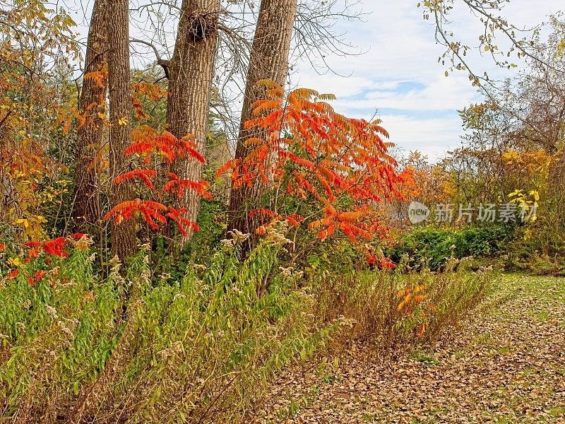 佛蒙特州本宁顿Walloomsac河沿岸鲜红的漆树秋叶