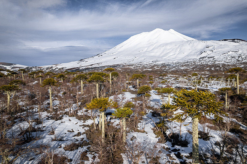 巴塔哥尼亚火山脚下的阿劳卡利亚森林