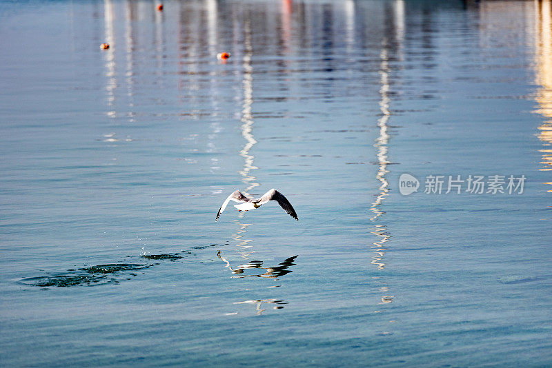 飞翔的海鸥