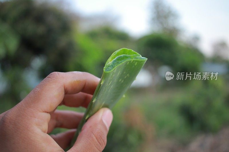 新鲜芦荟