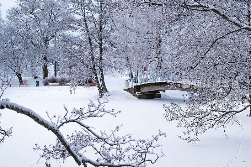 冬天的风景。在城市公园的湖面上，被冰雪覆盖的树枝和一座木制人行桥。拉赫蒂寒冷的冬日。