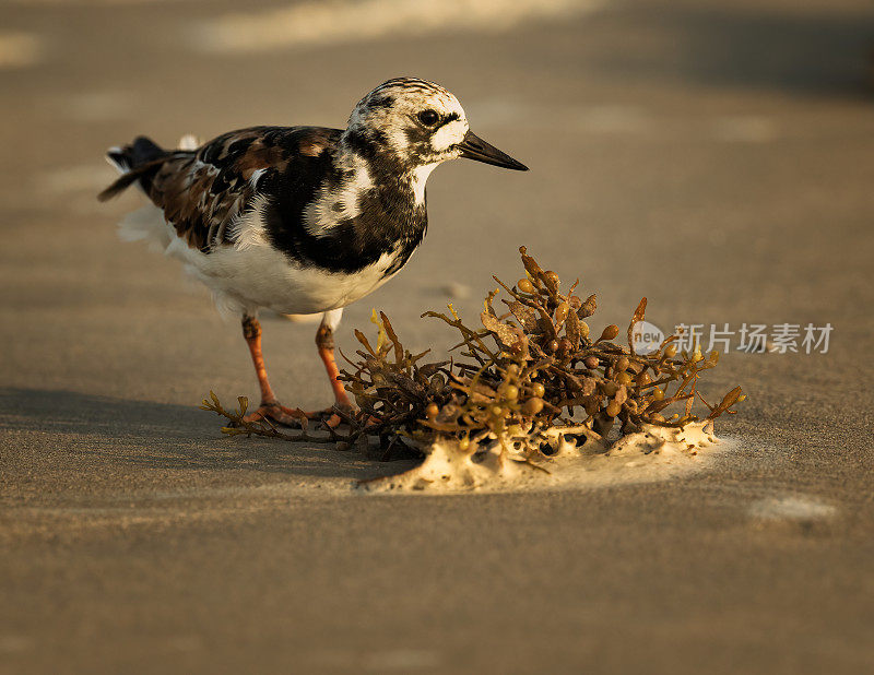 红鸟