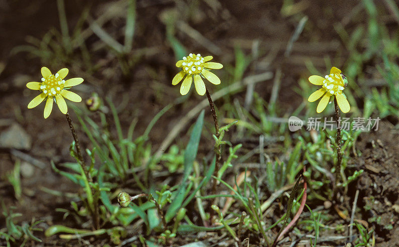 无胚菊又称普通无胚菊、黄毯菊或草地雏菊。它是菊花科的一年生植物，原产于加利福尼亚。俗称胶籽、普通粘籽和黄地毯。圣罗莎平原春水池。