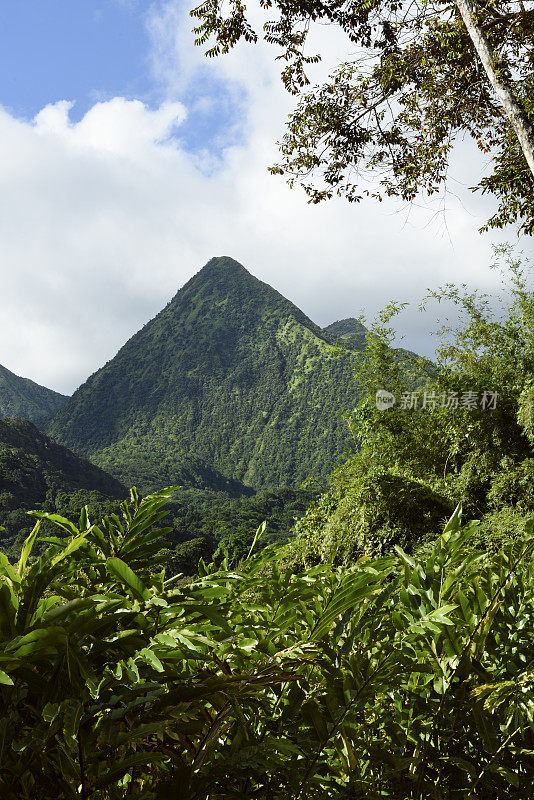 马提尼克岛热带景观