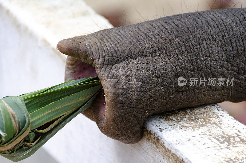 苏梅岛的大象