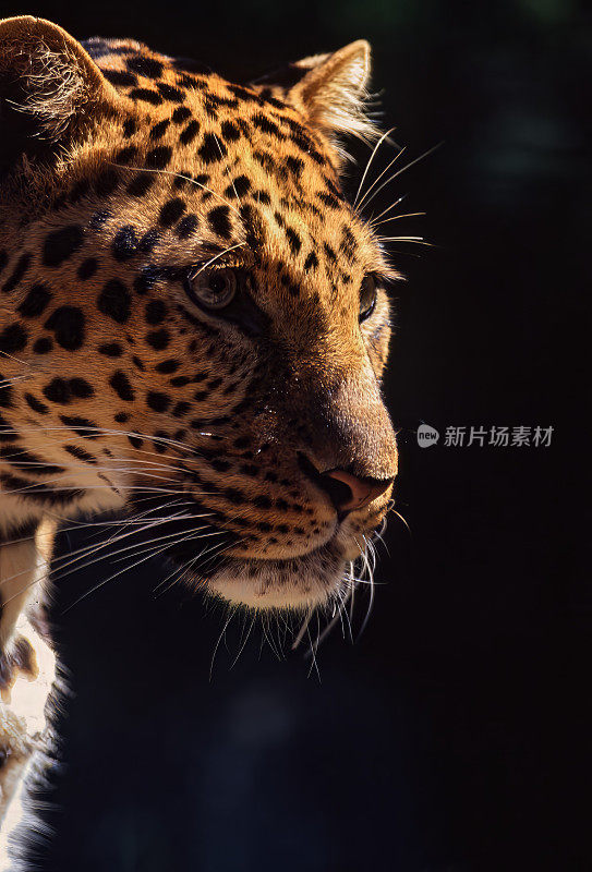 中国北方的一只豹子正用它强烈的目光望向一边，凝视着远方