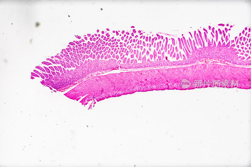 白底光镜下空肠切片