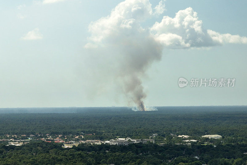 危险的野火在佛罗里达丛林中严重燃烧。茂密森林里的炽热火焰。有毒烟雾污染大气