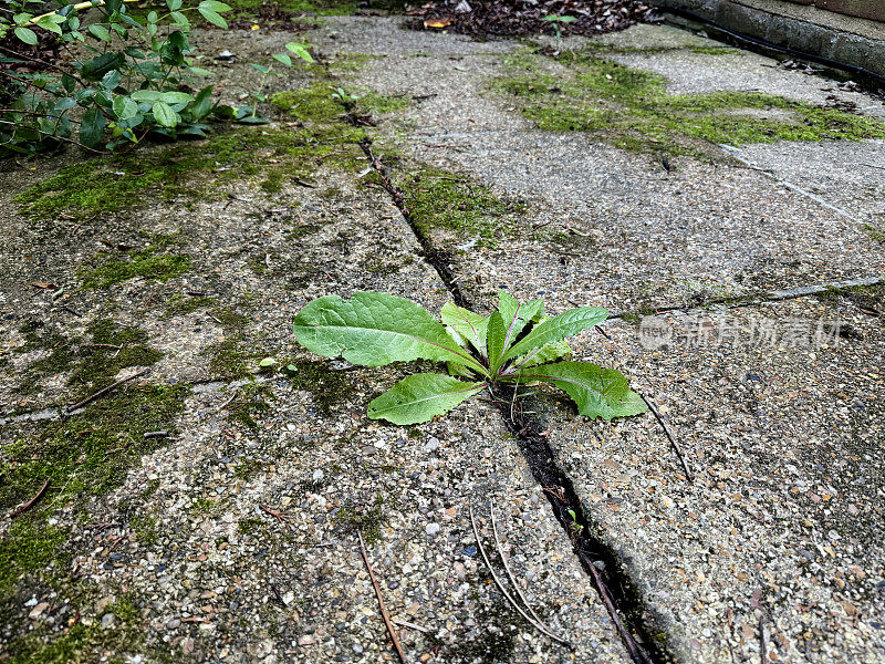 院子里的杂草