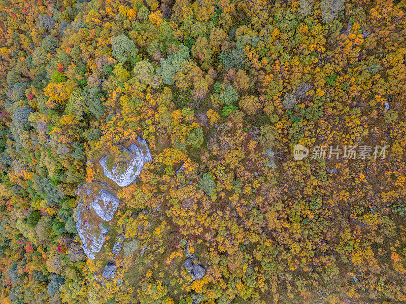 秋天露出地面的森林