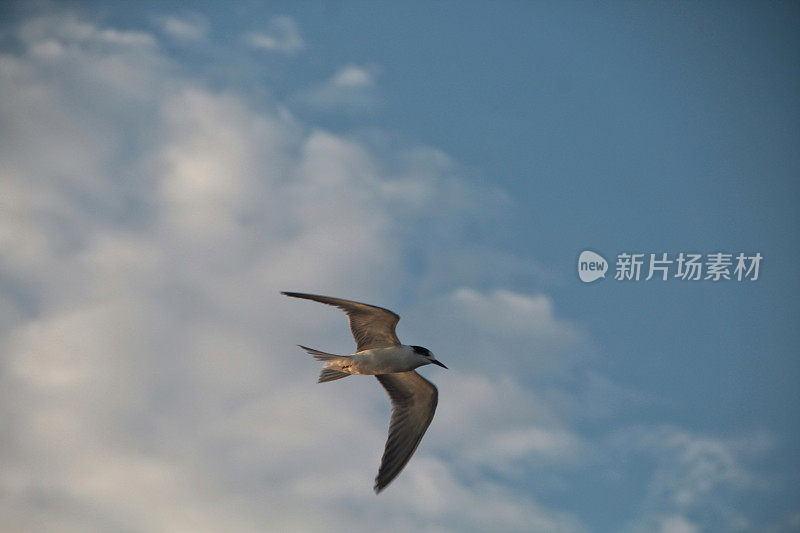 海鸥在波涛的怒吼中低飞