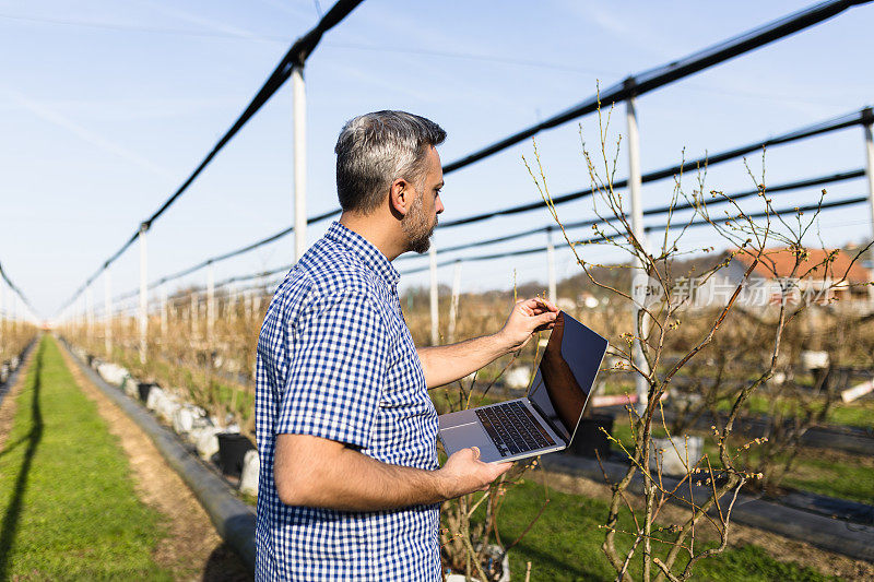 男子用手提电脑检查浆果农场的植物