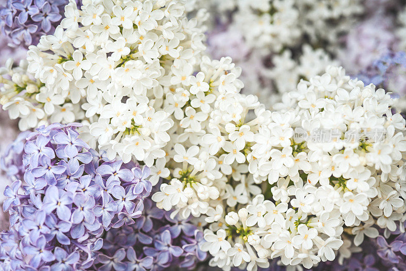 丁香花靠近背景