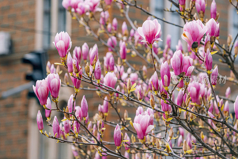 生动的粉红色木兰花的特写，沐浴在柔和的阳光下，创造了一个浪漫的春天的场景。
