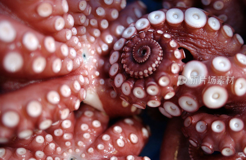章鱼的吸盘的近距离图像