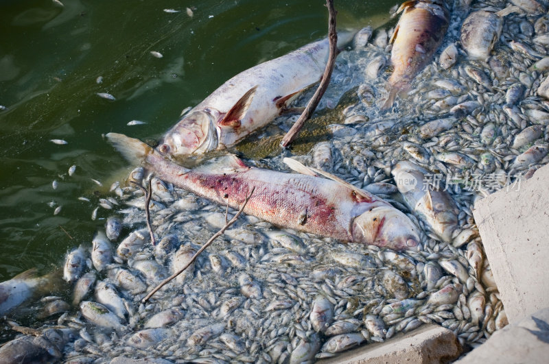 死鱼漂浮在水里