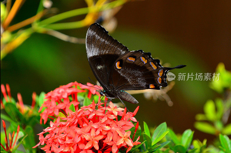 尤利西斯燕尾蝶在喝一朵红花的花蜜