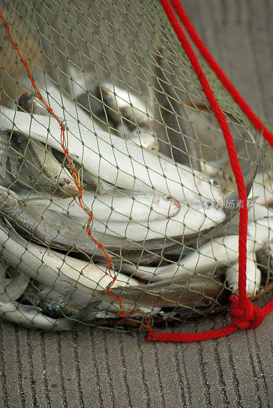 渔网中的鱼