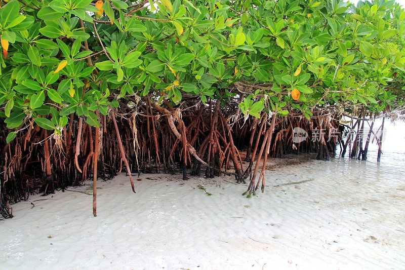 加勒比海岸气生的一种红树林植物