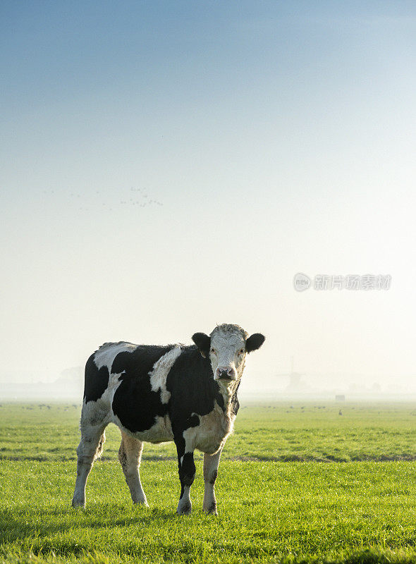 牛的画像在绿色草地，清晨雾蒙蒙的