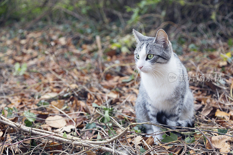 虎斑猫坐在秋天花园的棕色树叶上