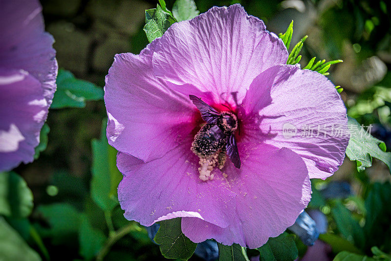 大黑蜂吃芙蓉花的花粉