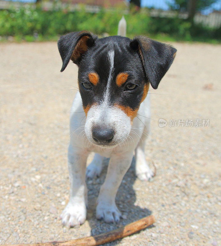 杰克罗素梗犬小狗