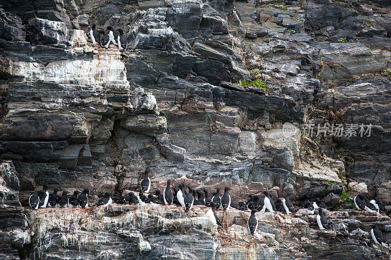 北极斯瓦尔巴群岛岩石上的海鸠