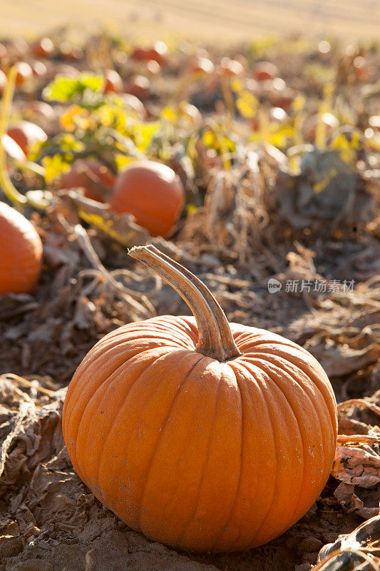 Pumkin补丁领域