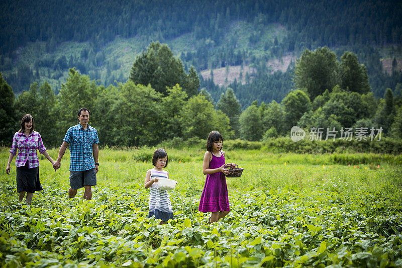 一家人在农场摘草莓。