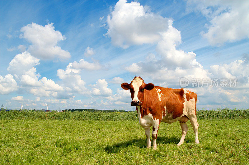 好奇的奶牛站在草地上