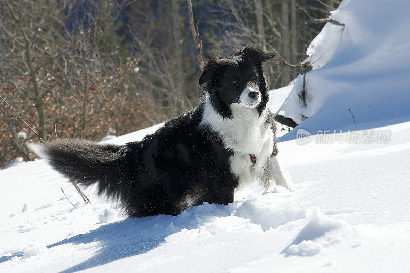 边境牧羊犬