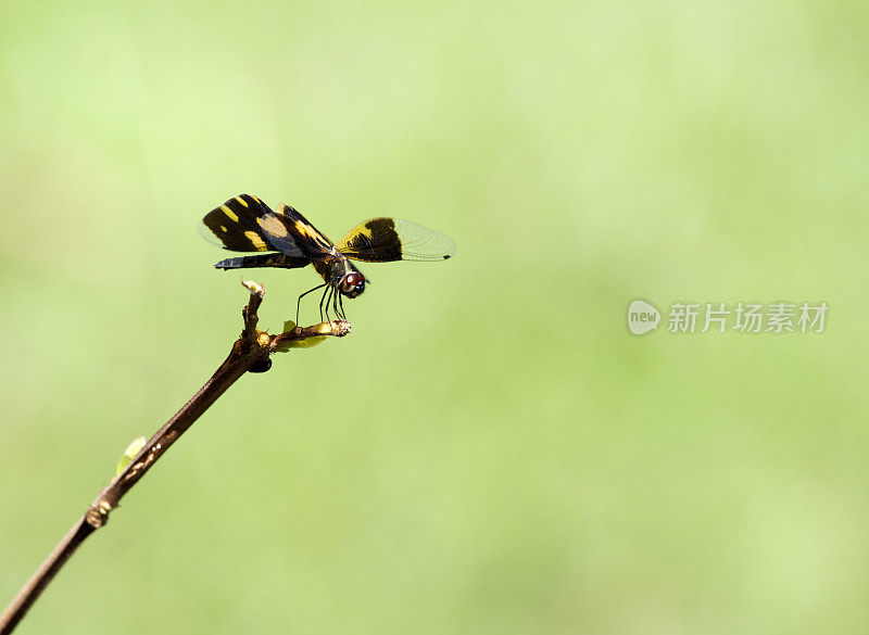 龙飞翔