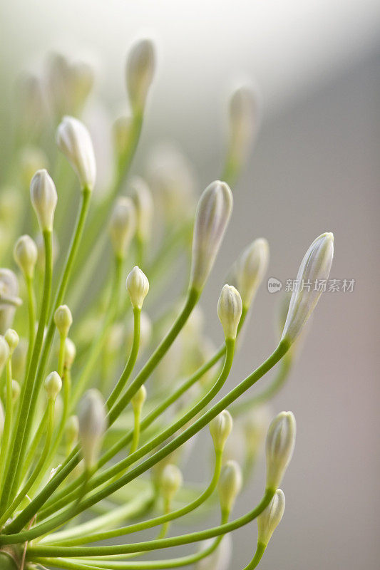 爱情花的花蕾