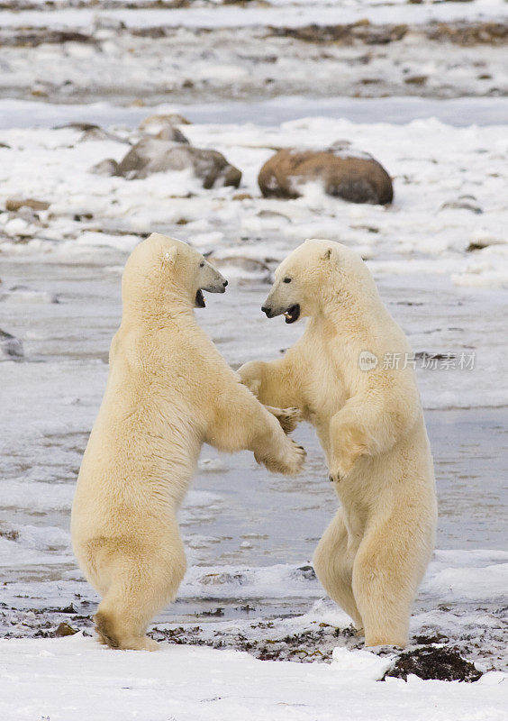 两只北极熊在打架。
