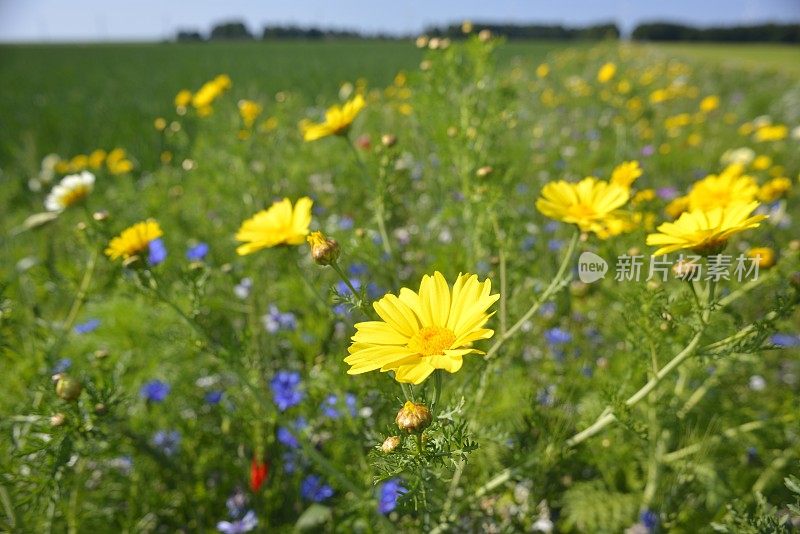 田野里的野花