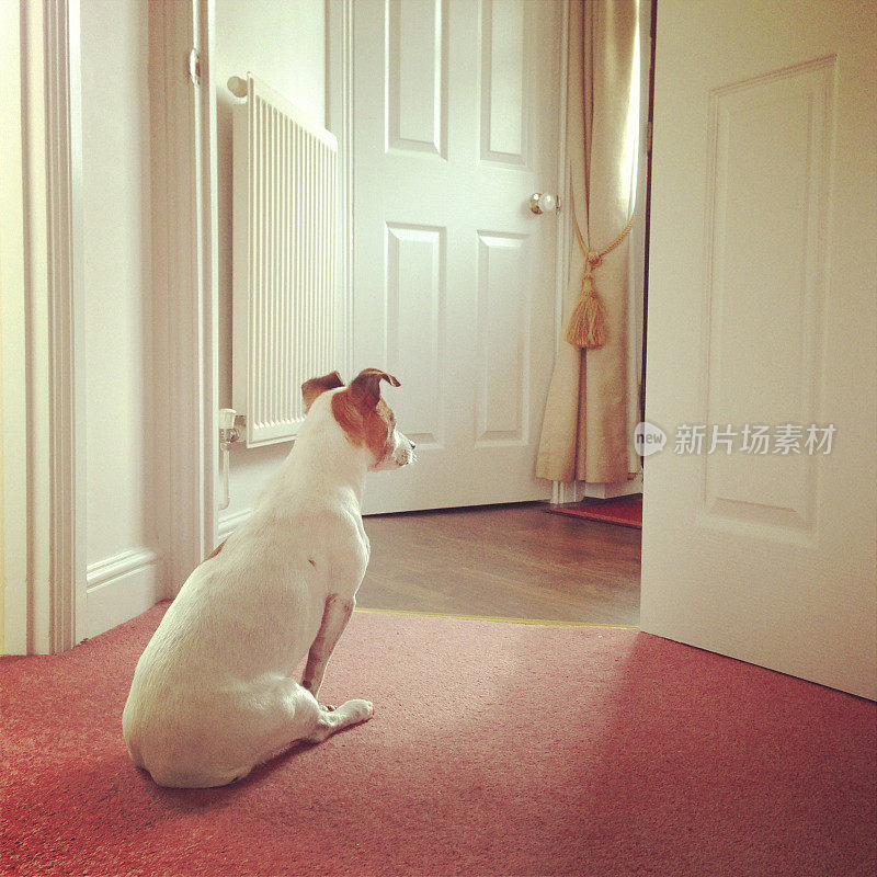 狗在门口等着