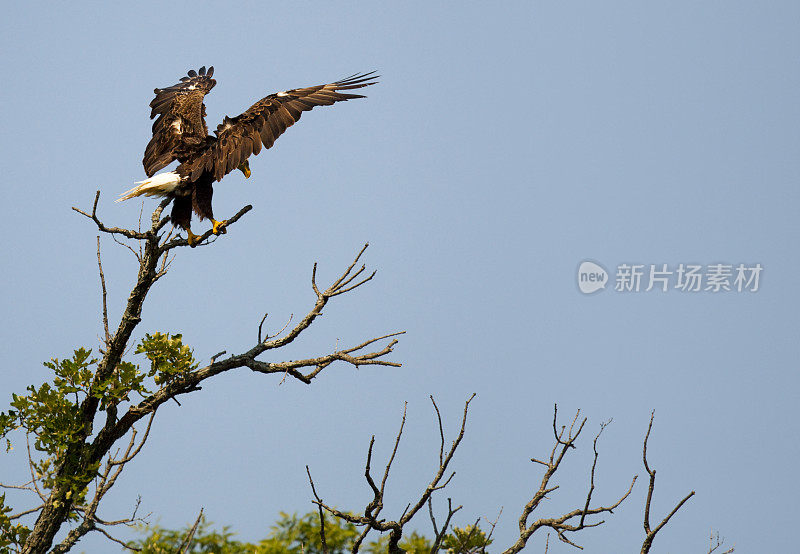 秃鹰优雅地降落在高高的树枝上