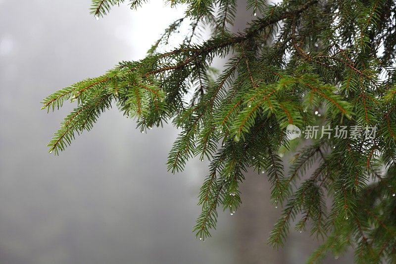 秋天，水珠落在杉树上，带着雾