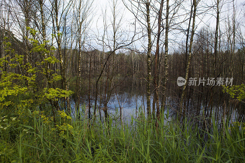 大雨过后在森林水池里