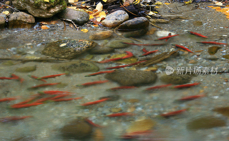 在小溪中游动的红色产卵鲑鱼