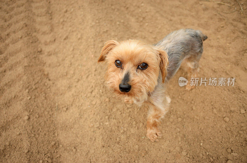 小约克郡犬站在土路或田野上