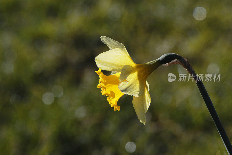 早黄水仙的花头接近水仙