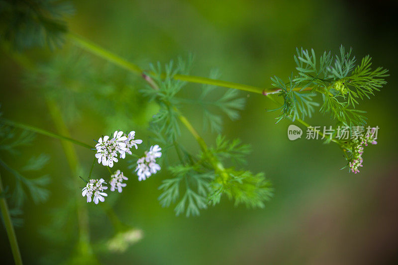 温室里的新鲜香菜