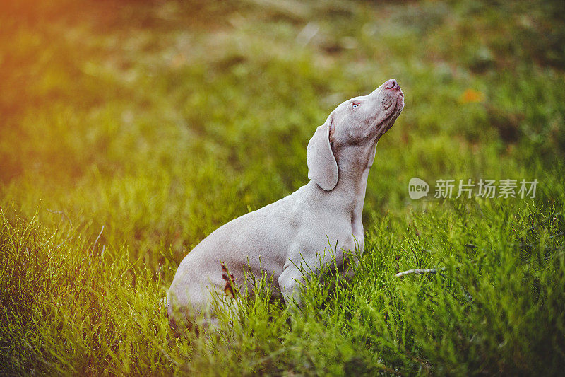 魏玛猎狗幼犬