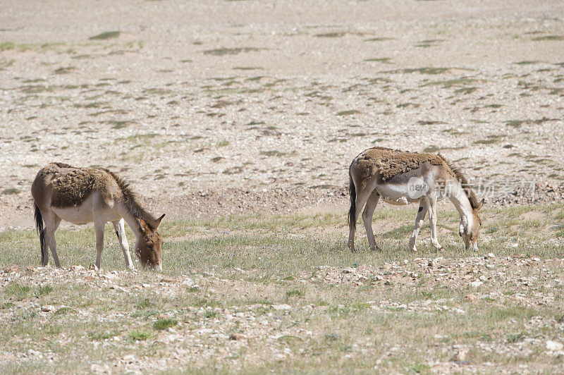 可可西里自然保护区的西藏野驴
