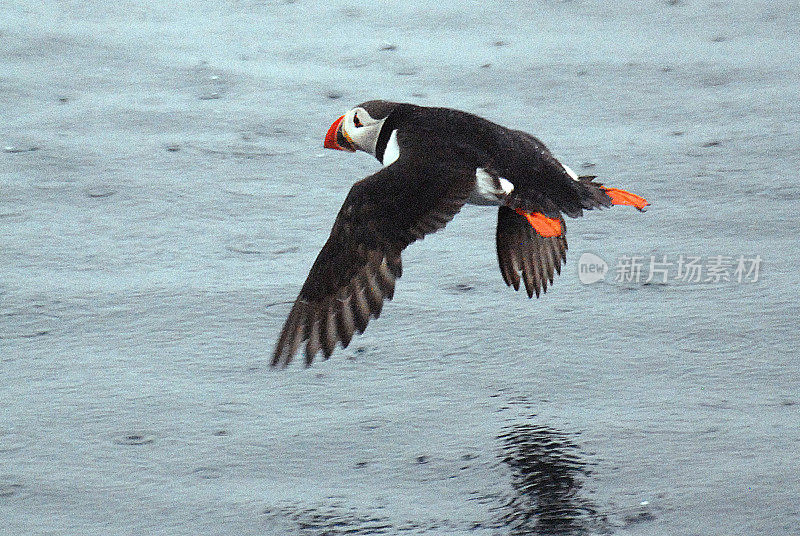 海雀飞过水面